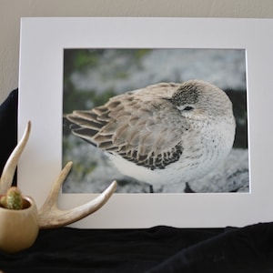 Shorebird Wildlife Photography Print, Matted and Ready-to-Frame