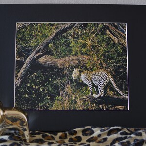 Leopard Wildlife Photography Print, Matted and Ready-to-Frame