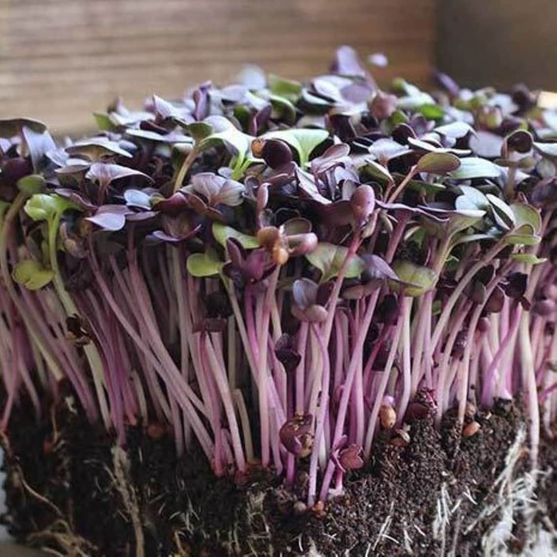 Radish Rambo Microgreens Seeds Etsy