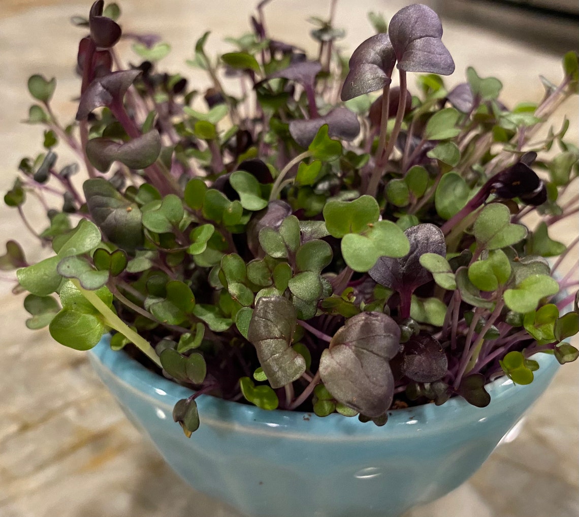 Spicy Salad Mix Microgreen Seeds Etsy