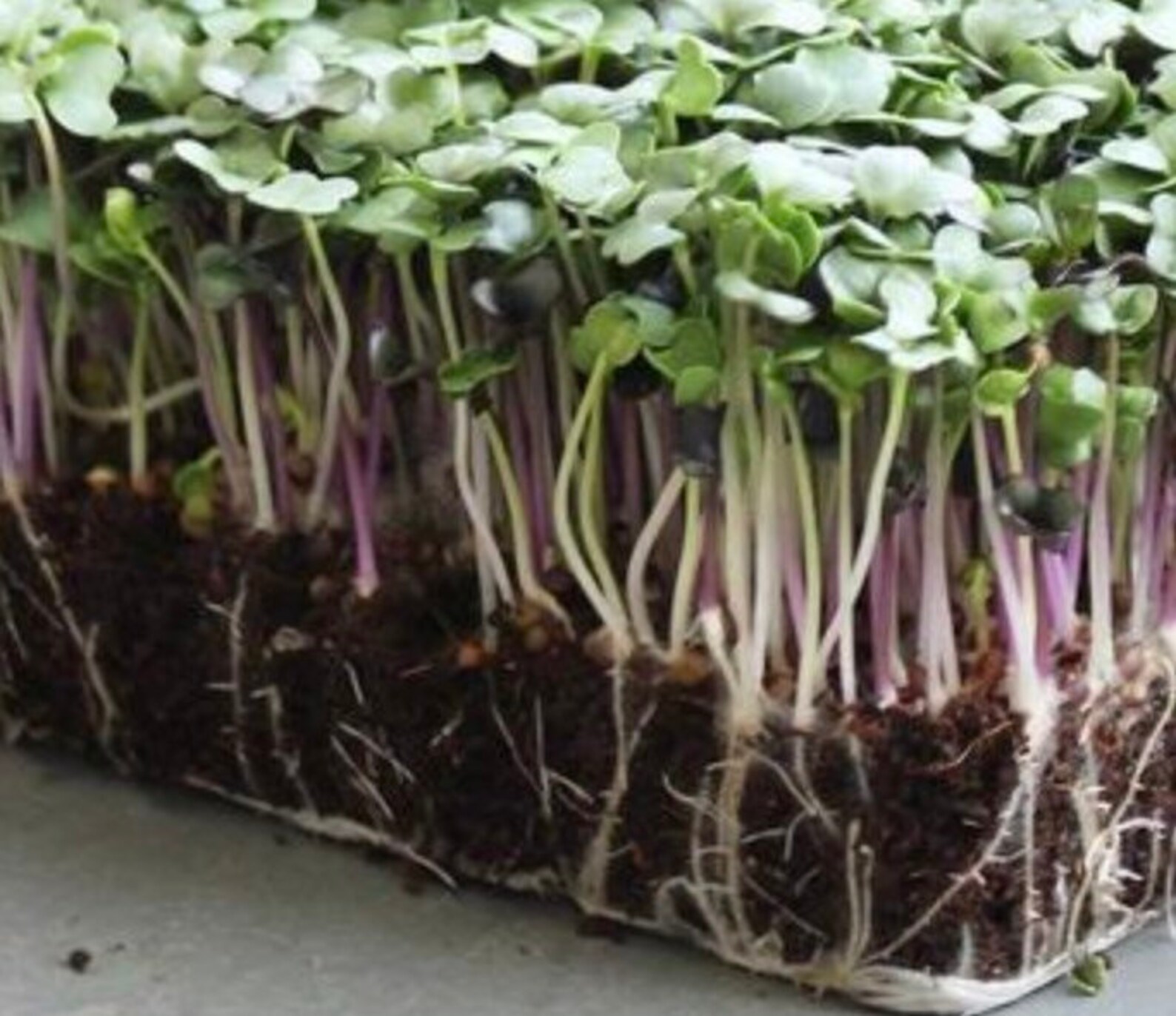 Spicy Salad Mix Microgreen Seeds Etsy