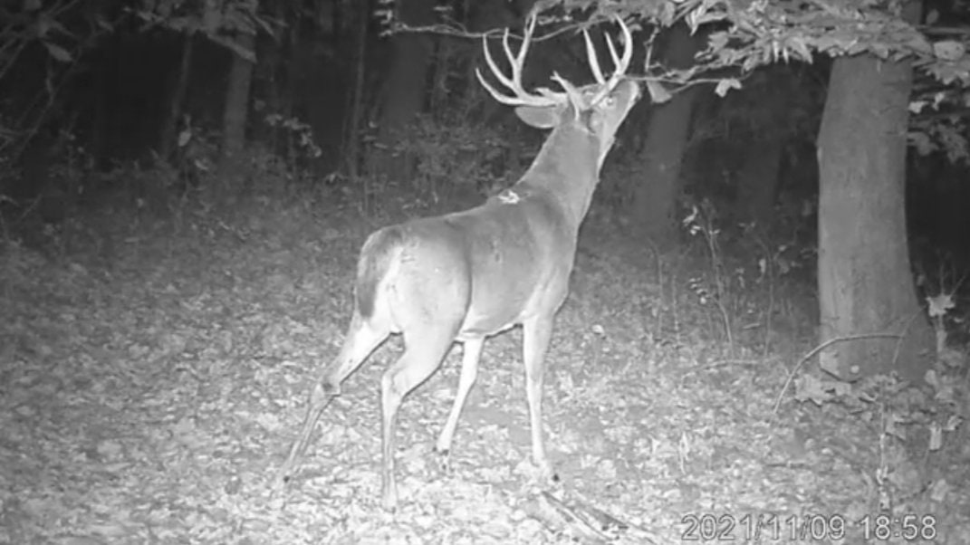 Smokey's Preorbital 4 Buck Compound Gland Deer Lure 1/2oz. Etsy