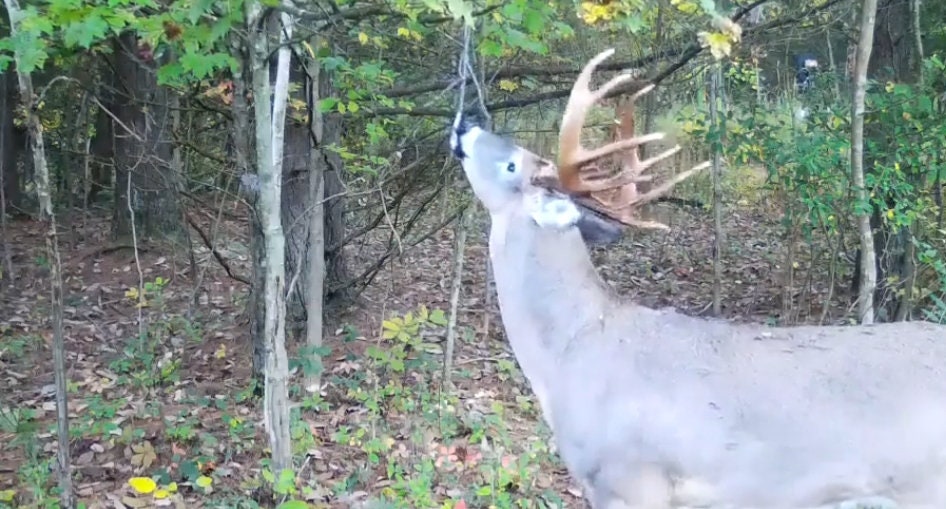 Smokey's Preorbital 4 Buck Compound Gland Deer Lure 1/2oz. Etsy