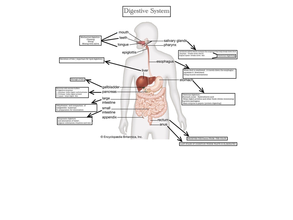 Digestive System Etsy