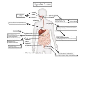 Digestive system