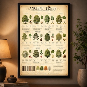 May include: A framed educational poster titled ANCIENT TREES: A GUIDE TO COMMON TREE SPECIES OF THE UK. The print features twelve illustrated tree species with detailed drawings of leaves, seeds, and bark textures, plus seasonal colour charts.