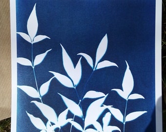 Cyanotype postcard Leaves