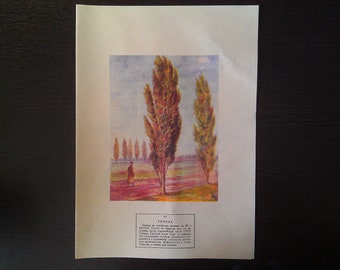 Gepresste botanische exemplare