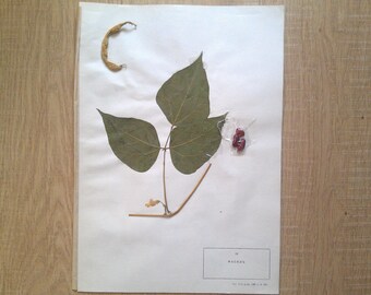 Echte Gepresste Weihnachten Fern Frond Botanische Exemplar Etsy