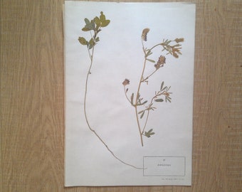 Echte Gepresste Weihnachten Fern Frond Botanische Exemplar Etsy