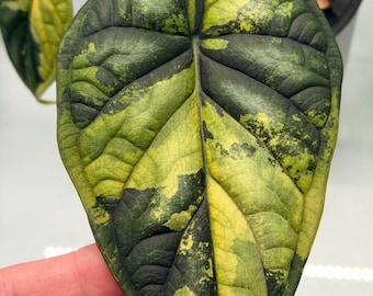 Alocasia dragon scale variegated sprouting corm