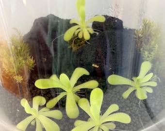 Pinguicula Agnata Carnivorous Plant