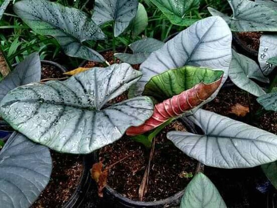 Alocasia Regina Tubers Plant Free Phytosanitary Certificate ship By DHL Express Alocasia Regina Tubers Plant Free Phytosanitary Certificate ship By DHL Express