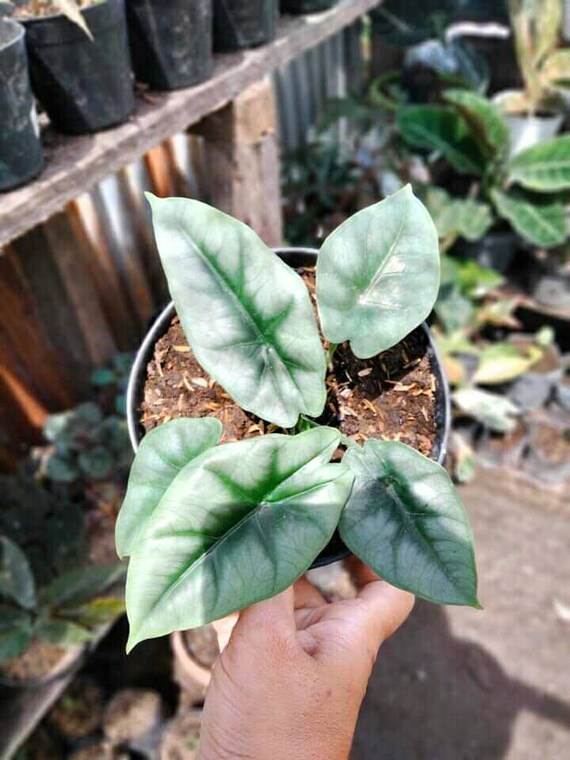 Alocasia Regina Tubers Plant Free Phytosanitary Certificate ship By DHL Express Alocasia Regina Tubers Plant Free Phytosanitary Certificate ship By DHL Express