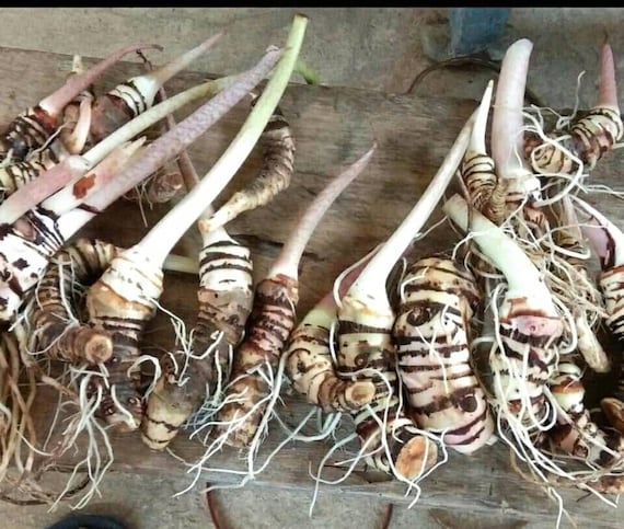 Alocasia Regina Tubers Plant Free Phytosanitary Certificate ship By DHL Express Alocasia Regina Tubers Plant Free Phytosanitary Certificate ship By DHL Express