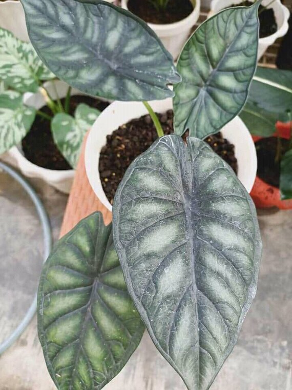Alocasia Regina Tubers Plant Free Phytosanitary Certificate ship By DHL Express Alocasia Regina Tubers Plant Free Phytosanitary Certificate ship By DHL Express