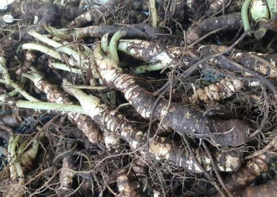 Alocasia Regina Tubers Plant Free Phytosanitary Certificate ship By DHL Express Alocasia Regina Tubers Plant Free Phytosanitary Certificate ship By DHL Express