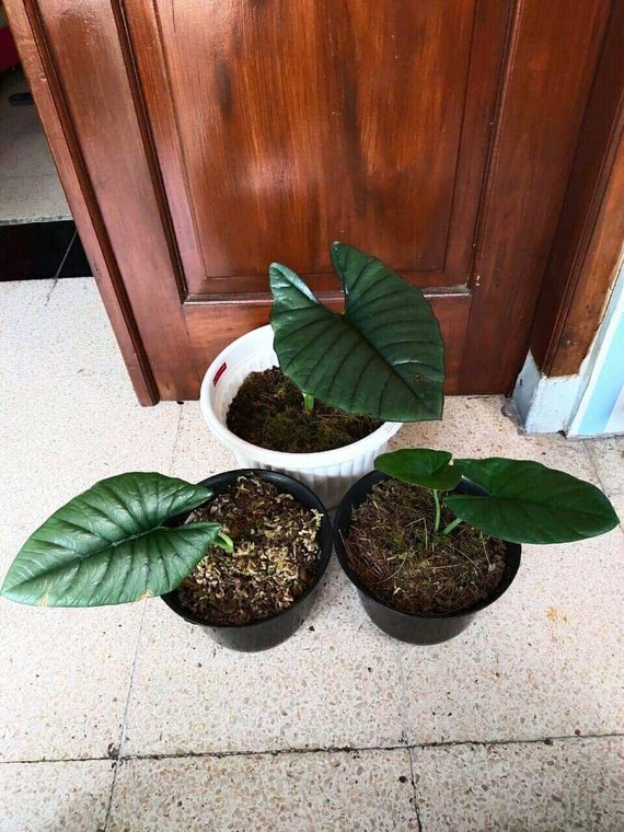 Alocasia Regina Tubers Plant Free Phytosanitary Certificate ship By DHL Express Alocasia Regina Tubers Plant Free Phytosanitary Certificate ship By DHL Express