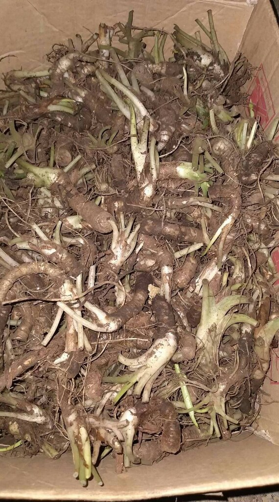 Alocasia Regina Tubers Plant Free Phytosanitary Certificate ship By DHL Express Alocasia Regina Tubers Plant Free Phytosanitary Certificate ship By DHL Express