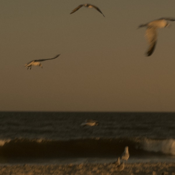 PHOTO PRINTS | beachy late summer photo seagulls long island robert moses warm minimalist beach ocean film aesthetic