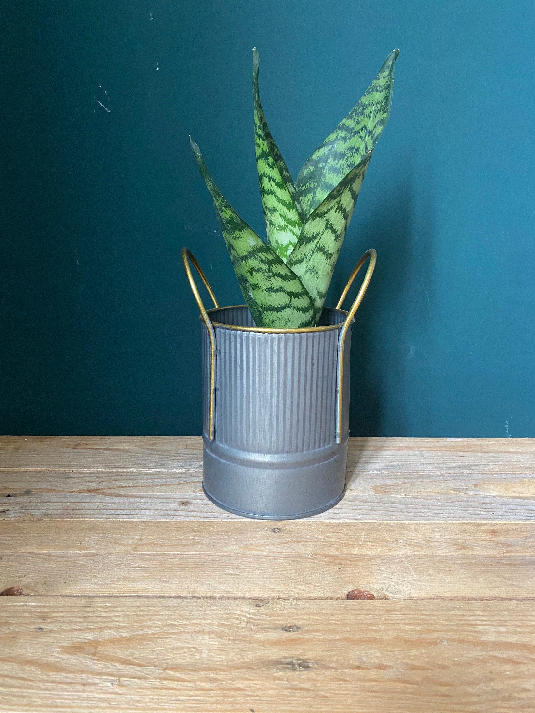 Grey tin indoor plant pot with handles 10.5 cm inside width Etsy