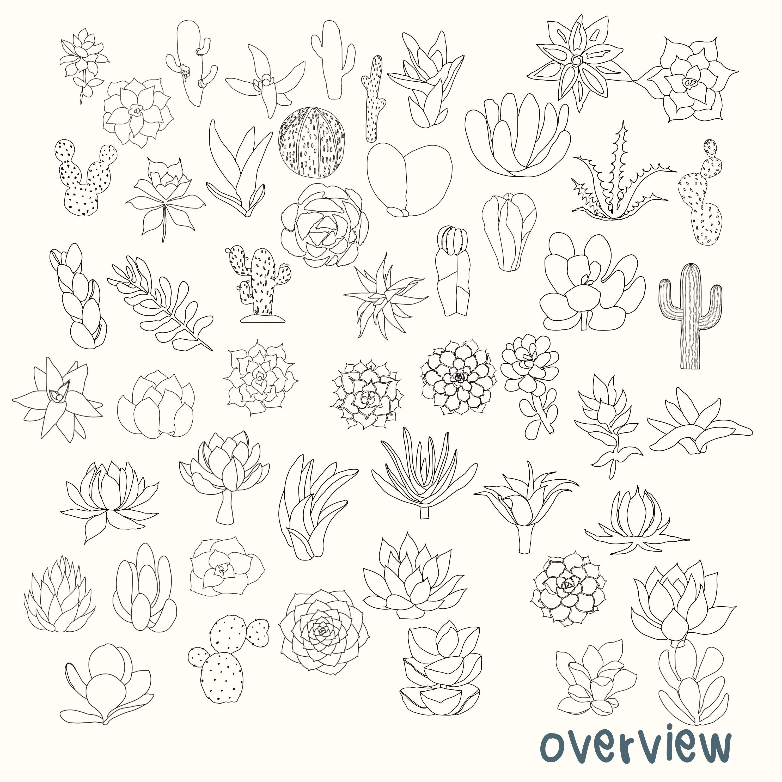50 Succulent Doodle Procreate Stamps. Cactus Brushes Procreate - Etsy