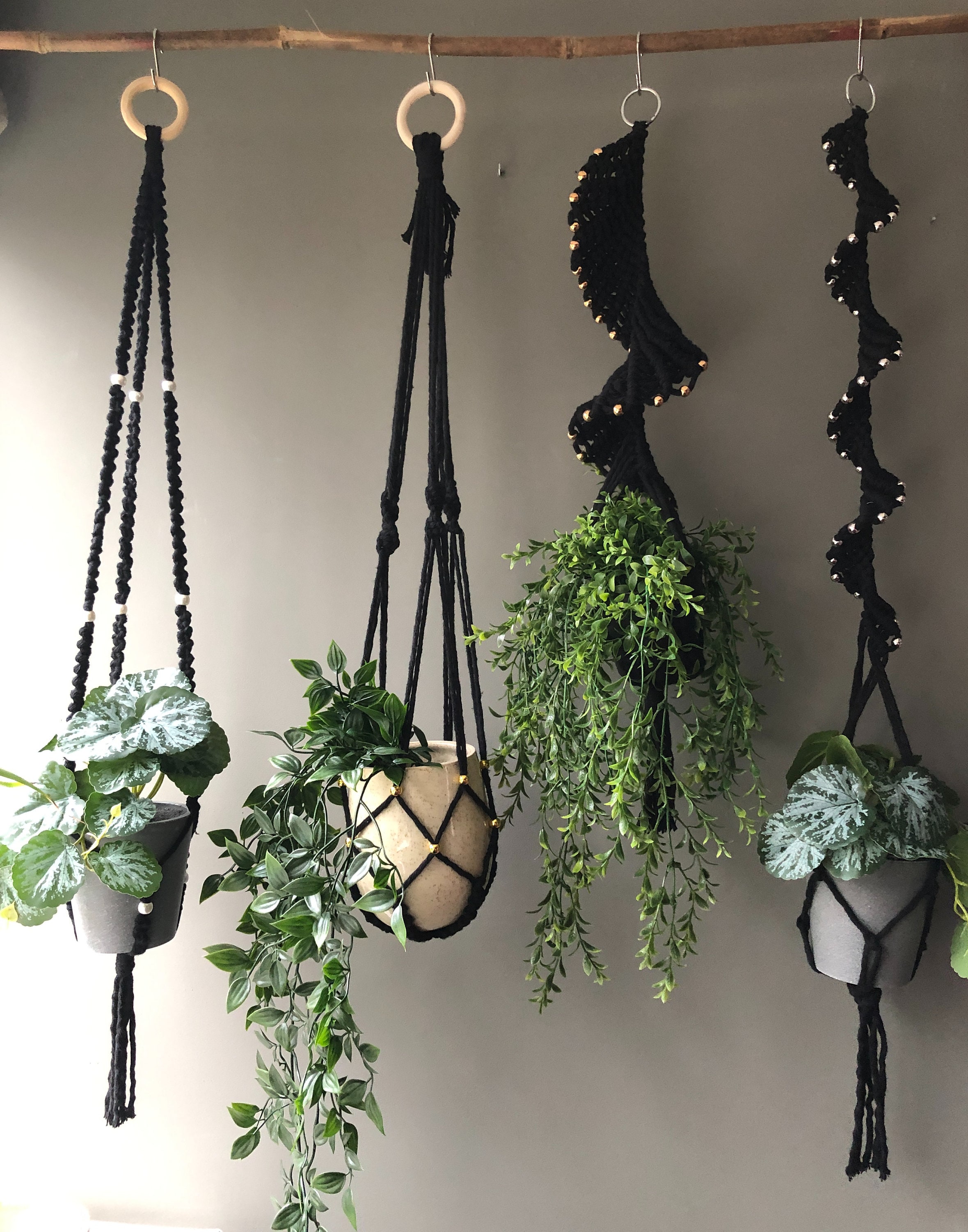 non toxic indoor house plants Pet-Friendly Houseplant Bundle