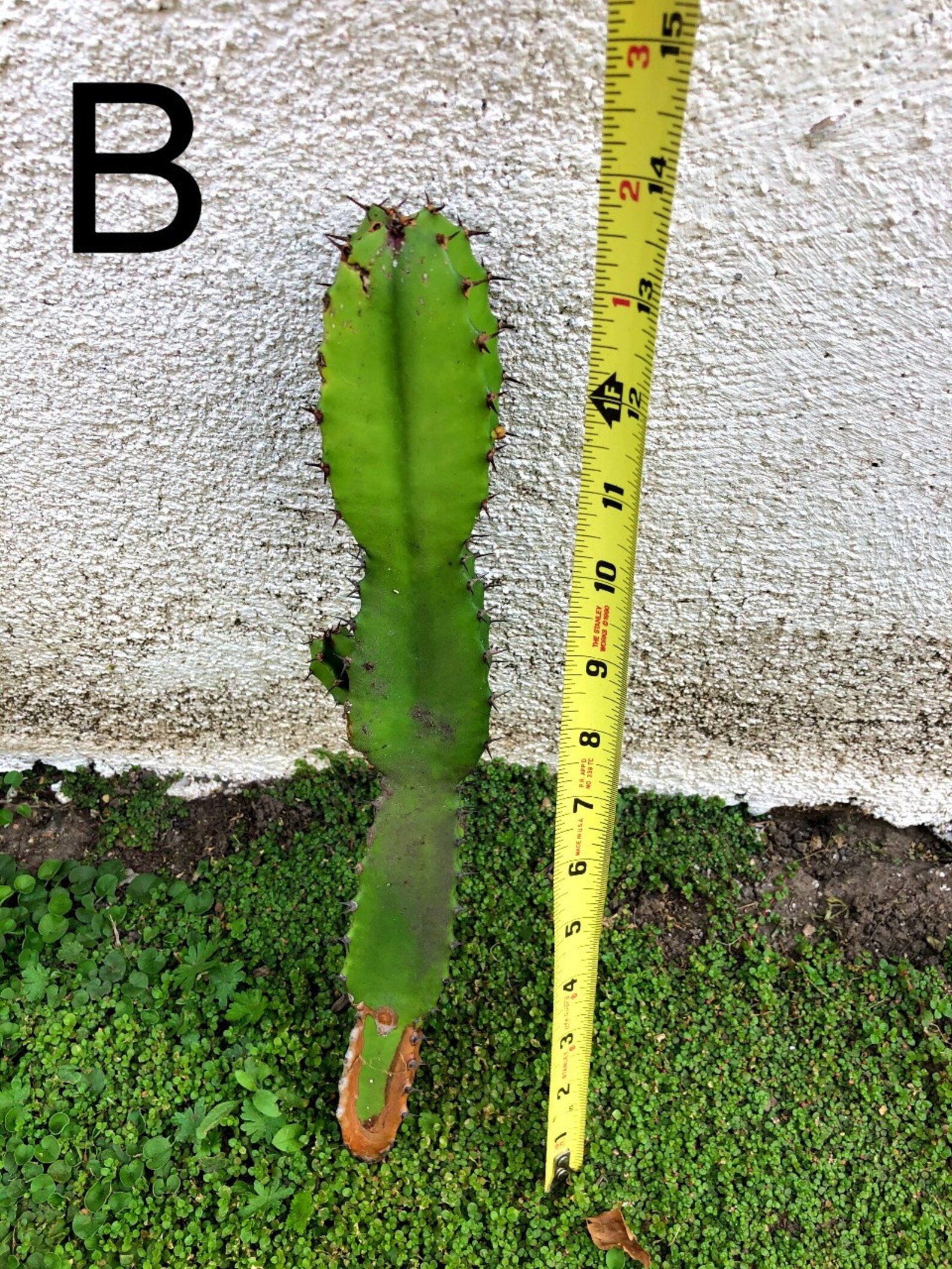 Euphorbia Ammak candelabra tree cactus succulent cutting Etsy