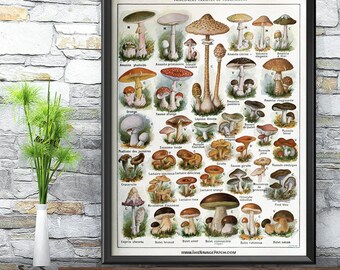 4697.Champignons bon et mauvais.mushrooms.POSTER.decor Home Office art 