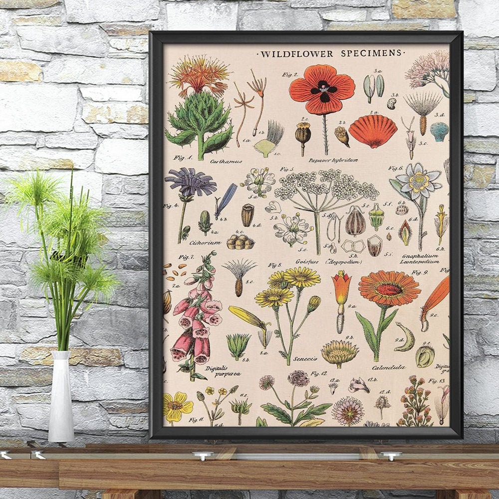 Wildflower Specimens Poster Wildflower Art Poster Nature Art Etsy UK