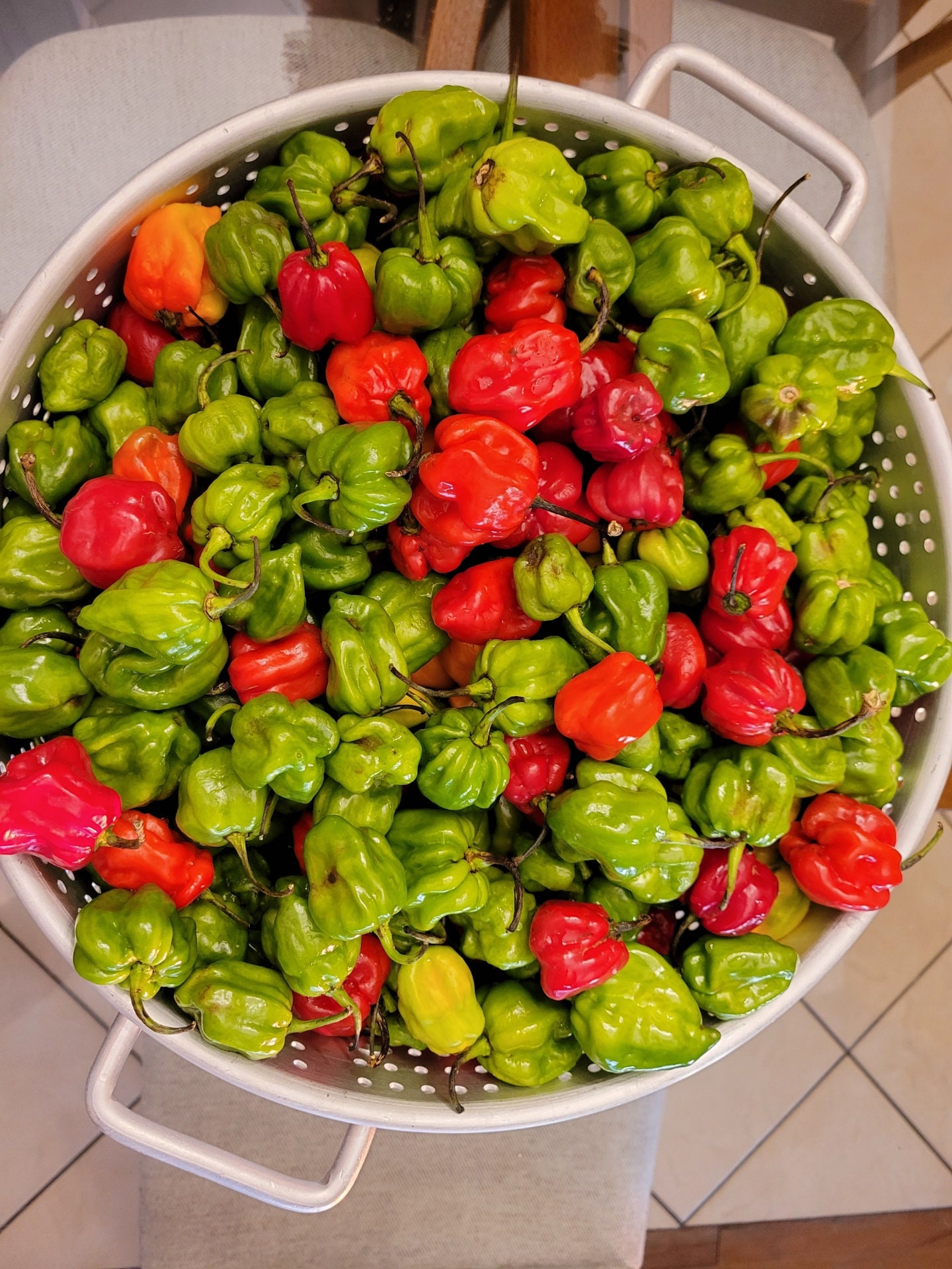 Jamaican Scotch PeppersFresh Organic and Homegrown in Etsy