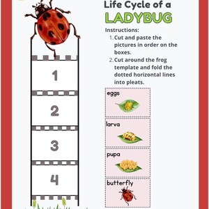 Ladybug Life Cycle Printable | Cut & Paste Science Activity for Preschool and Kindergarten