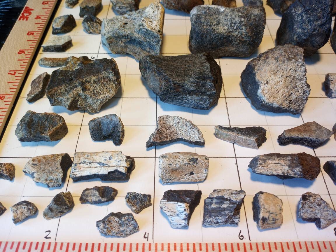 96 Dinosaur Fossils from Wyoming Morrison Lance Hell Etsy