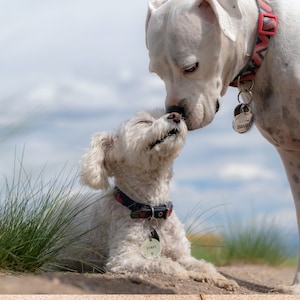 Handgestempelte Hundemarke, benutzerdefinierte Hundehalsbandmarke, Hundemarke für Hunde oder Katze, personalisiert, Haustiermarke, Hundenamensschild Haustiermarke, Kätzchenkatzenanhänger Bild 4