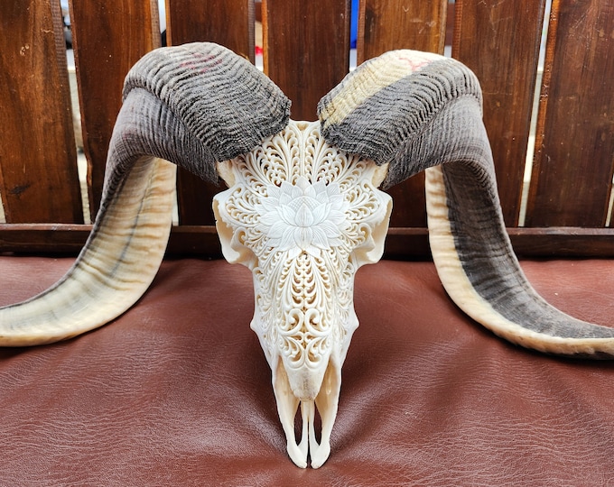 carve ram skull Lotus white two tone horn colour