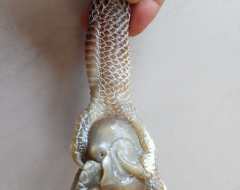 Black Horn skull on hand for knife handle