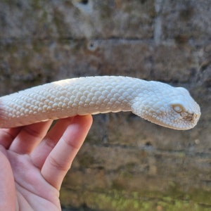 Mango de asta de serpiente tallado a mano: arte funcional con carácter