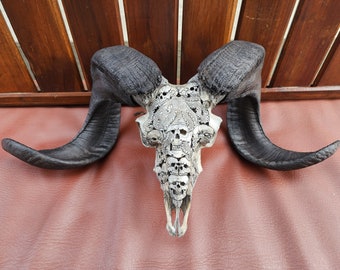 ram skull octopus with skull