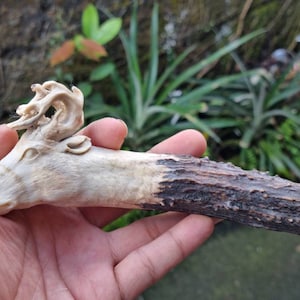 Deer Antler Carving for Knife Handle