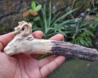 Deer Antler Carving for Knife Handle