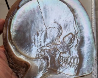 Shell carving skull