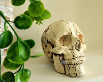 Hand-Carved Tamarind Wood Skull Replica: Gothic Curio Cabinet Decor