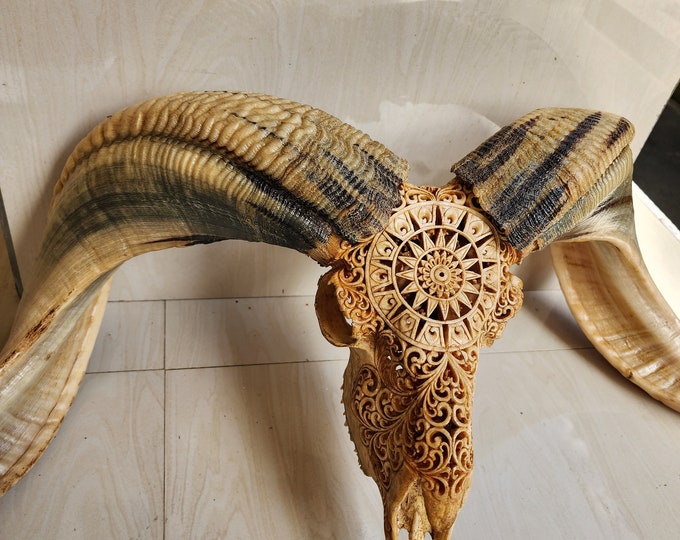 carved ram skull round natural colour horn