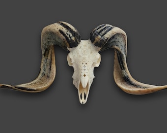 carve ram skull carving mandala white carved horn