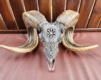 carve ram skull carving viking grey HUGE