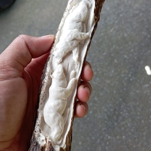 Deer antler carving knife handle  bear relieft