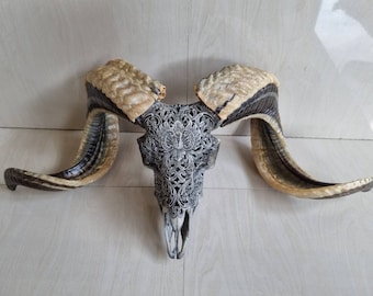 carved ram skull carving floral grey natural horn
