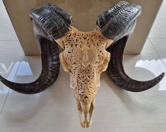 Hand carved ram skull carving Flower antic Ornate Tribal Bone Carving with Natural Horns