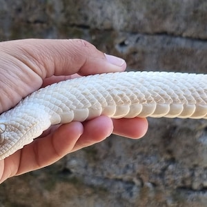 antler carving rattle snake for knife handle