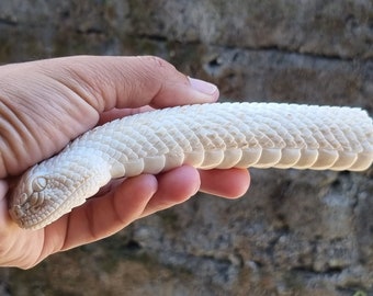 antler carving rattle snake for knife handle